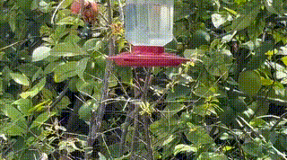 gif-c2-dpjnxa-sparkling-tailed-hum-2026-06-26-213557